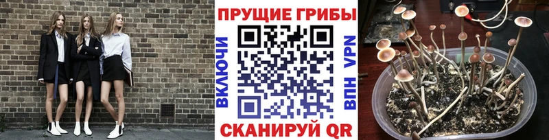 Псилоцибиновые грибы Psilocybe  Купить  Горбатов 